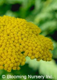 Achillea clypeolata